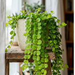 Creeping Jenny Live Plant, Creeping Jenny Plant in Pot, 4-6 Inches Tall, Ground Cover for Hanging Baskets, Containers and Raised Beds