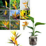 Sets 2 Bird of Paradise Plants Live, Orange and White Striking Blue Yellow Blooms, 5 to 9 Inc Tall, No Pot, Tropical Houseplant, Exotic and Vibrant Color