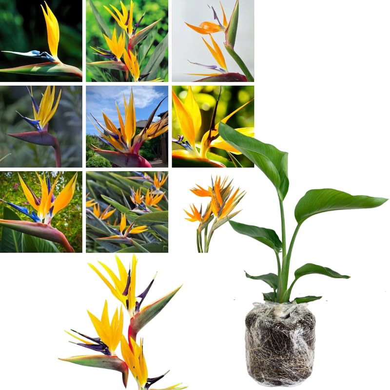 Sets 2 Bird of Paradise Plants Live, Orange and Yellow Striking Blue Yellow Blooms, 5 to 9 Inc Tall, No Pot, Tropical Houseplant, Exotic and Vibrant Color