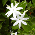 3 Jasmine Plant Indoor Live, Jasmine Flower Plants Live, No Pot, 5 to 7 Inch in Height Starter Plant