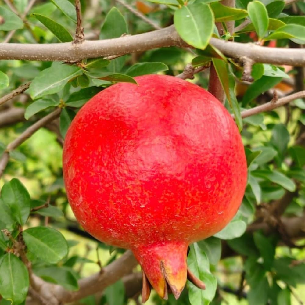 Red Pomegranate Tree Plant Live Seedling, Pomegranate Fruit Live Plant, 5-7'' Tall
