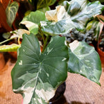 Colocasia Esculenta, Colocasia Live Plant, Elephant Ears Live Plant, Esculenta Taro Live Houseplant, 5-8 Inc Tall, No Pot (Rare Colocasia)