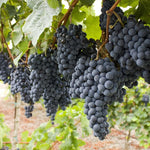 Summer Royal Grape Vines Live Plants for Planting, 5-10" Grape Tree for Outdoor Garden, Dormant in Winter, Cold Hardy, Sweet Flavor