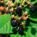 2 Thornless BlackBerry Plants Live for Planting, BlackBerry Bushes Live Plants 5 to 8 Inc Tall, Blackberries Fruit (Sweet Pie BlackBerry)