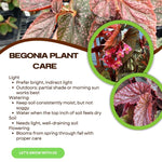 Pack 2 Begonia Live Plant, Tropical Begonia Houseplant, 5-9 Inch Tall, Pink Leaf with White Spots