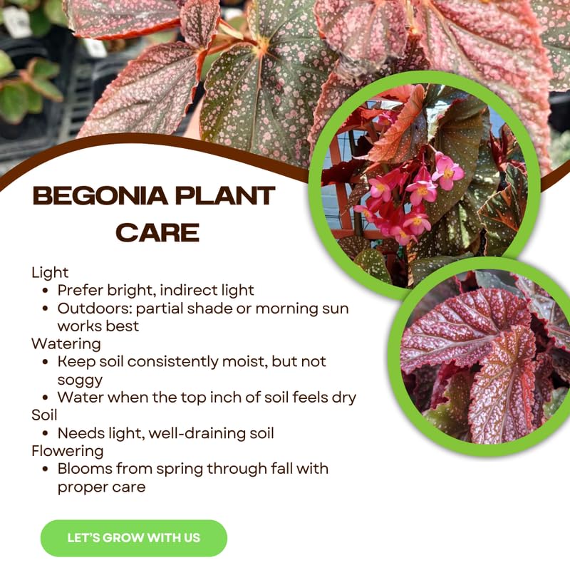 Pack 2 Begonia Live Plant, Tropical Begonia Houseplant, 5-9 Inch Tall, Pink Leaf with White Spots