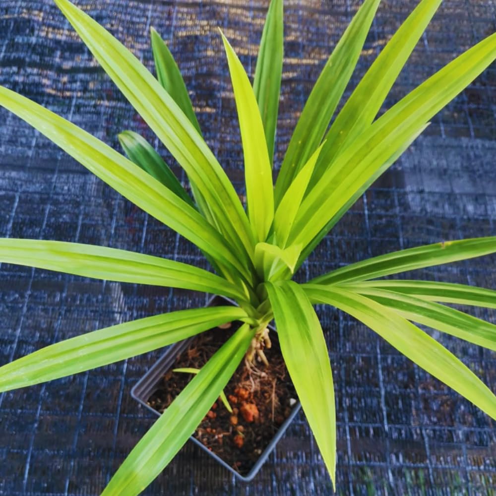 2 Pandanus Amaryllifolius Plants Indoor, Pandan Leaves Plant Herb, Pandan Plant Live Outdoor, 4 to 6 Inc Tall