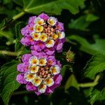 2 Lantana Plants Live for Planting Indoor Outdoor, 4-8" Tall, Fragrant Lantana Flowers Perennial to Grow (Pink Lantana)