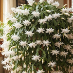 White Easter Cactus Plants Live, Starter Holiday Cactus Plant for Indoor Outdoor Houseplants, False Christmas Thanksgiving Cactus Like, Cold Hardy, 5-9" in Tall, No Pot