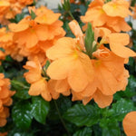 2 Orange Crossandra Plants Live, Starter Plants, Crossandra Flowers Live Plants
