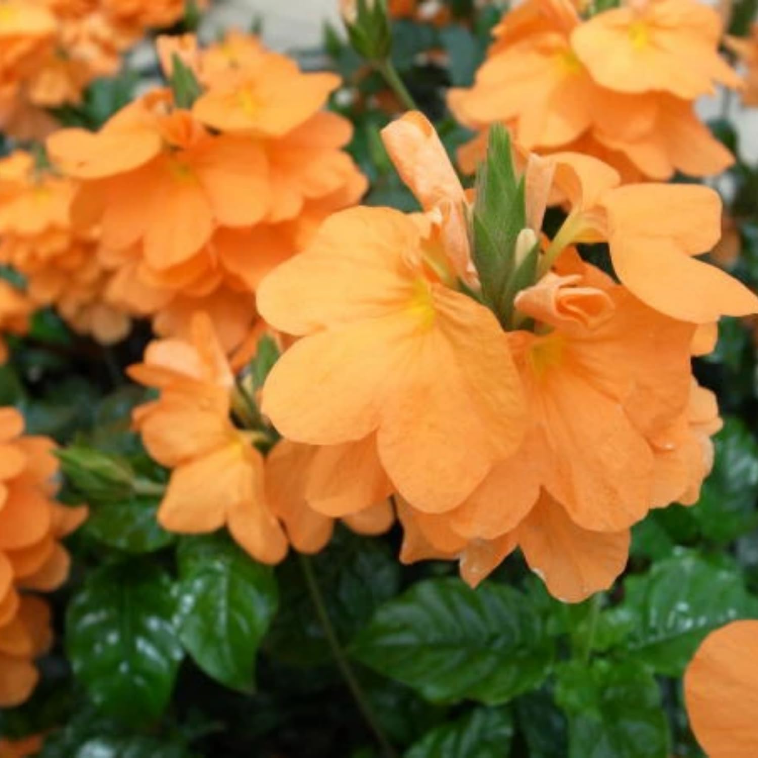 2 Orange Crossandra Plants Live, Starter Plants, Crossandra Flowers Live Plants