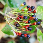 5 Fragrant Sassafras Trees Live Plants, Autumn Fall Color Sassafras Seedling Bare Roots, 7-15 Inches in Tall