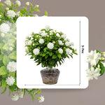 2 Maid of Orleans Arabian Jasmine Plants Live, 5 to 7 Inc Tall, Jasmine Plant Indoor Live Fragrant Flower Garden Outdoor Planting