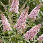 2 Pink Butterfly Bush Plants Live, Vibrant Buddleia Plants 4-7 Inches, Colorful Flowering Shrub for Outdoor Garden