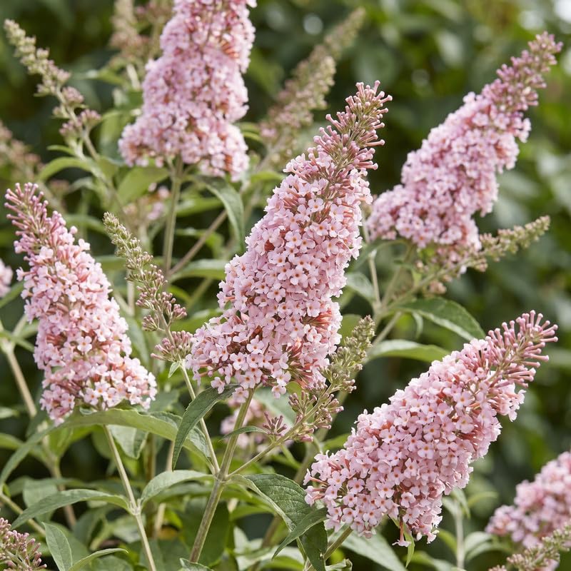 2 Pink Butterfly Bush Plants Live, Vibrant Buddleia Plants 4-7 Inches, Colorful Flowering Shrub for Outdoor Garden
