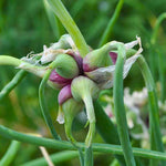 3 Egyptian Walking Onion Plants Live, Perennial Garden Onions for Outdoor Growing, Hardy in Zones 3–9