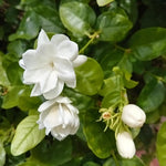 2 Maid of Orleans Jasmine Live Plants, Fragrant Flowering Shrubs, 4-6" Tall