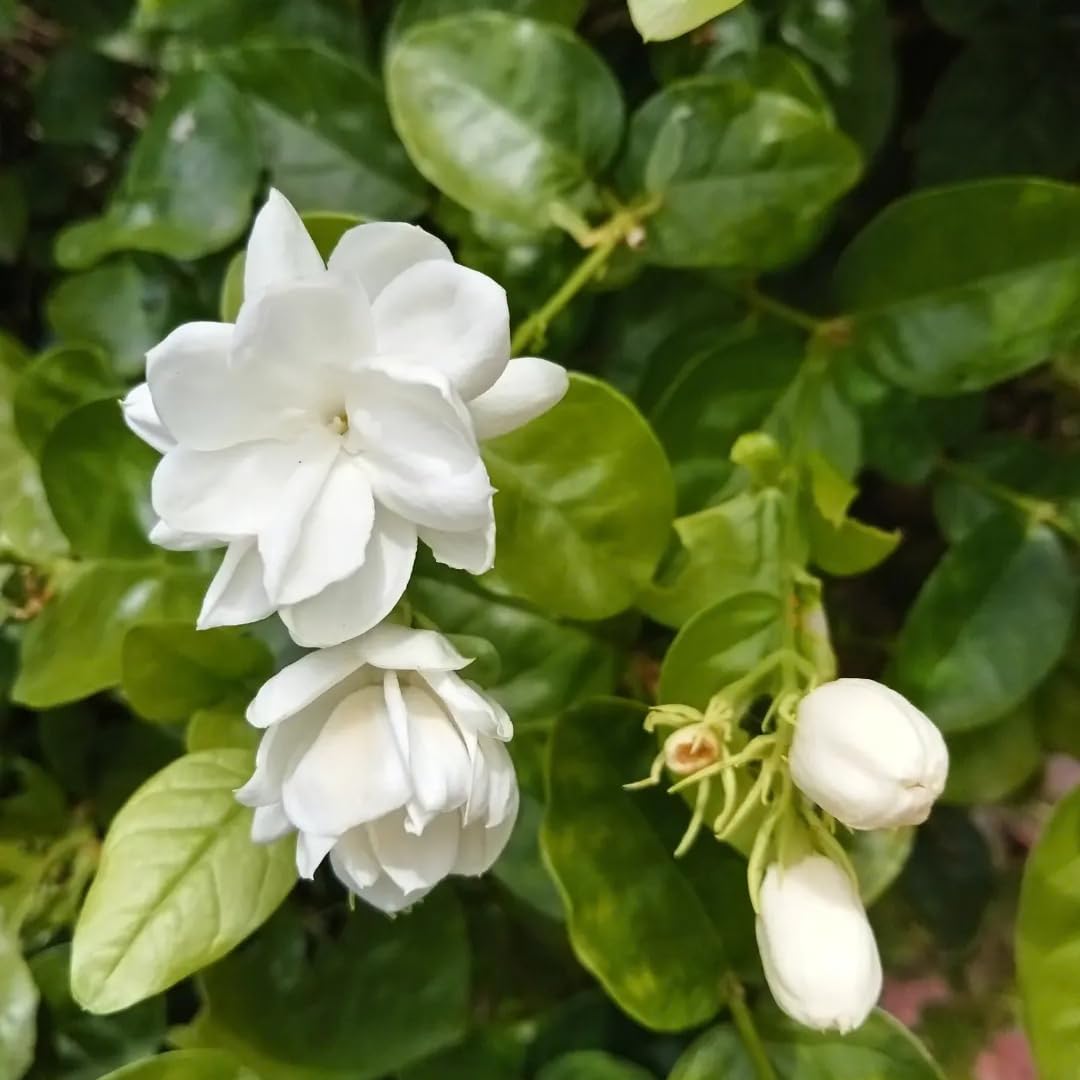 2 Maid of Orleans Jasmine Live Plants, Fragrant Flowering Shrubs, 4-6" Tall