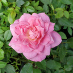 Rose Live Plant for Planting, Rose Bush Ready to Plant, 5-8 Inch Tall, Fragrant Rose Flowers (Pink)
