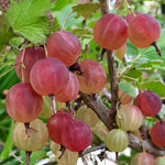 Sweet Gooseberry Plant Live for Planting, 6-10 Inch Tall, Gooseberry Bush Live Plant, Gooseberry Fruit Tree Plant, Gooseberry Bareroot, Gooseberry Tree