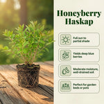 Blue Honeyberry Live Plant, Haskap Honeyberrie Plant 5-8” Tall, Sweet Fruit Berry Starter Plant, Cold Hardy Berry Bush for Outdoor Gardening