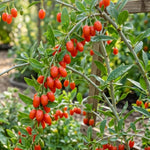 Live Goji Berry Plant, Sweet Goji Berry Plants, 4-6 Inches Tall, Edible Berry Shrub for Backyard Gardens, Patios and Home Growing