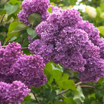 Lilac Plants Live Ready to Plant, 1 to 2 Feet Tall Lilac Shrub, Purple Lilac Tree Live Plant, Purple Lilac Tree