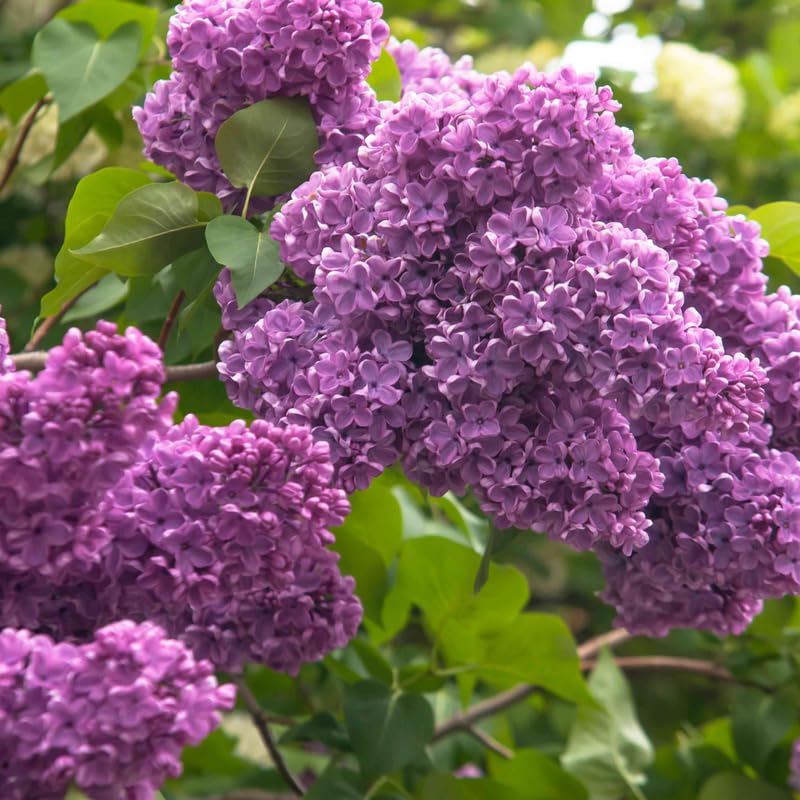 Lilac Plants Live Ready to Plant, 1 to 2 Feet Tall Lilac Shrub, Purple Lilac Tree Live Plant, Purple Lilac Tree