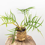 Variegated Philodendron Live Plant 4-8 Inches, Rare Indoor Houseplants for Container Growing (Tortum Philodendron)
