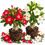 2 Mix Desert Rose Live Plants, Adenium Succulent, 4-6" Tall