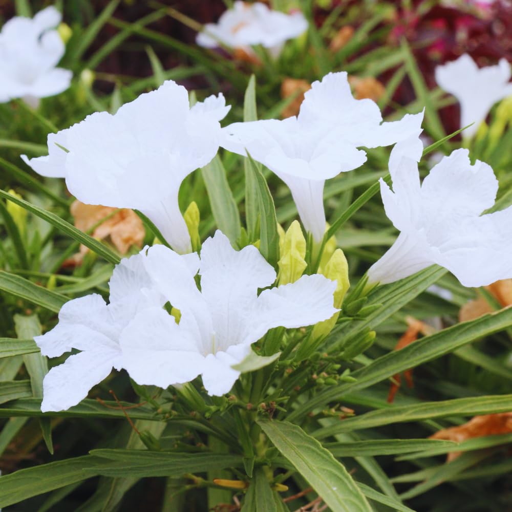6 White Mexican Petunia Plants Live, Petunia Flower Live Plants, Shrub Plant Gardening 5 to 7 Inc