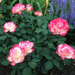 Rose Plant Live, Hybrid Tea Rose Bush Live Plant, 5-9 Inch Tall, Fragrant Flowers Shrub Ready to Plant Outdoor, No Pot, Well-Rooted (Cherry Rose)