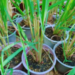 10 Lemon Grass Live Plants for Outside, Trim Back 6-10" Tall Lemongrass Plant, Outdoor Planting Herb