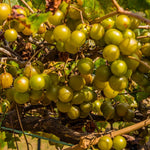Bronze Grape Vines Live Plants for Planting, 5-10" Grape Tree for Outdoor Garden, Dormant in Winter, Cold Hardy, Sweet Flavor