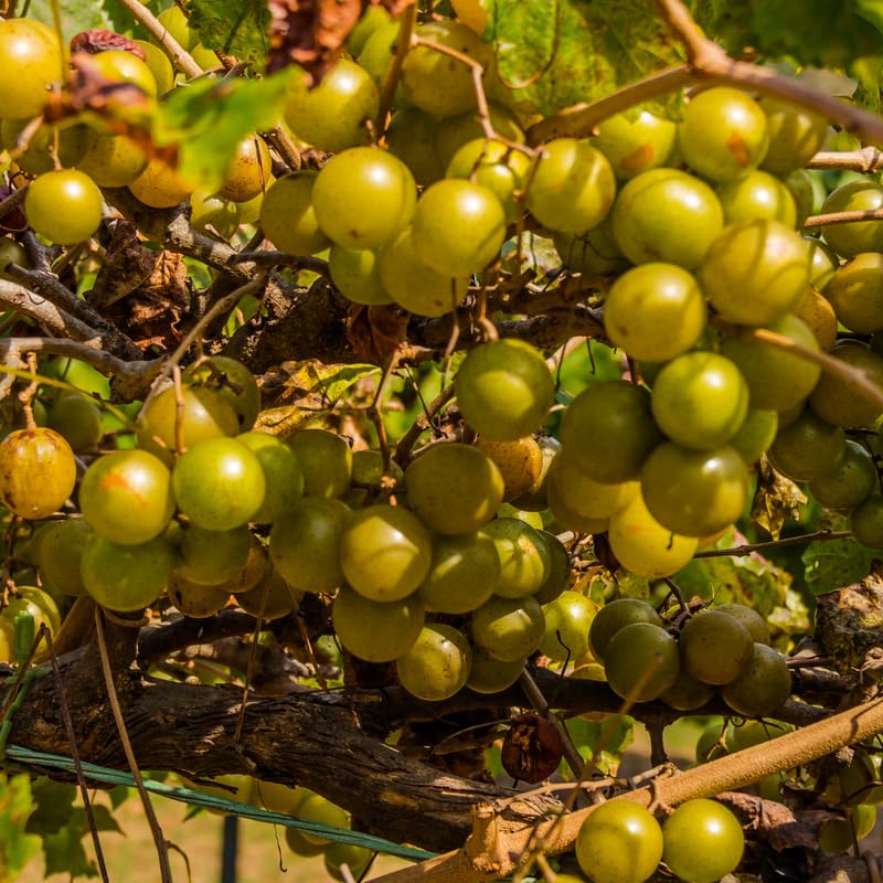 Bronze Grape Vines Live Plants for Planting, 5-10" Grape Tree for Outdoor Garden, Dormant in Winter, Cold Hardy, Sweet Flavor