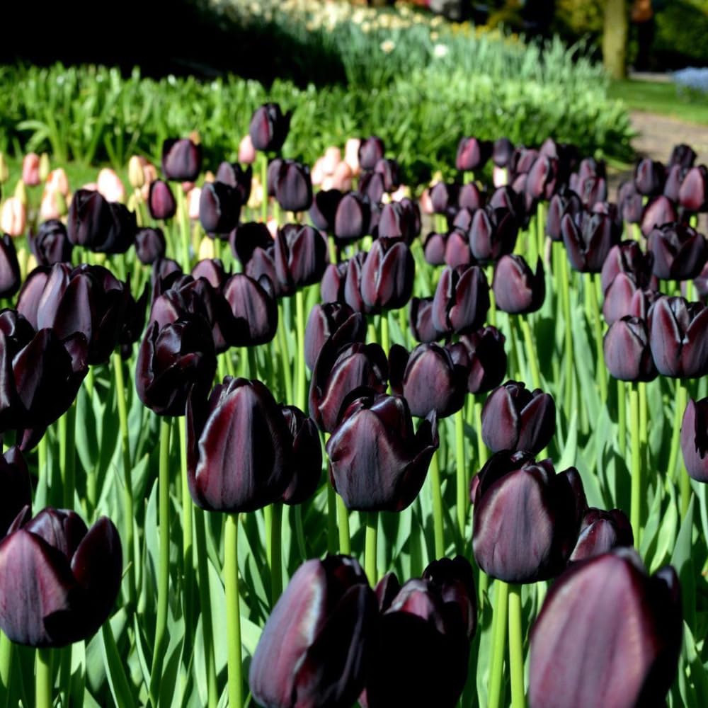 Common Black Tulip Bulbs, Vibrant Spring Blooms for Garden Beds and Containers, 10 Bulbs per Pack (Common Black)