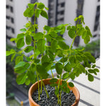 1 to 2 Moringa Plants Live Tree, 6 to 10" Moringa Oleifera Plant, Well Rooted, Cold Hardy, Spring Planting Drumstick Horseradish Tree