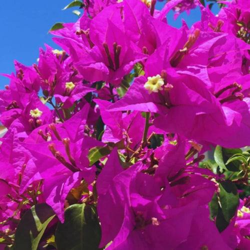 2 Bougainvillea Plants Live, Bougainvillea Live Plant, 4 to 6 Inc Tall, Flower Vine Plant Garden (Purple)