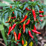 Hot Pepper Plants, 2 Pcs in Pot, Red Pepper Seedling, Pepper Plants Live for Planting, Ready for Edible Gardening, Zones 9 to 11