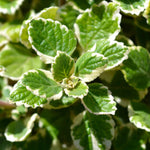 1 Plectranthus Swedish Ivy Plants Live in 3 Inch Pot, Variegated Swedish Ivy Live Plants