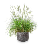 Ornamental Grass Seedlings Live Plant, Fully Rooted Pruned Back to 5 to 9 Inc in Tall Grasses Live Plants Perennial (Dwarf Miscanthus)