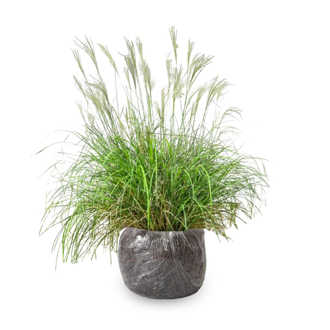 Ornamental Grass Seedlings Live Plant, Fully Rooted Pruned Back to 5 to 9 Inc in Tall Grasses Live Plants Perennial (Dwarf Miscanthus)