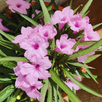 6 Pink Mexican Petunia Plants Live, 5 to 7 Inches, Petunia Flower Live Plant, Shrub Plant Gardening