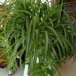 Set 2 Curly Spider Live Plant, Green Curly Spider Plants Live, Vine Houseplant Live for Planting, 4 to 6 Inches Tall