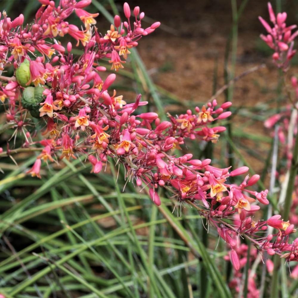 Red Yucca Plant, Hardy Yucca Live Plants in 4" Pot, 4-8 Inches Tall Plant for Growing Outdoor Garden