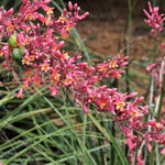 Red Yucca Plant, Hardy Yucca Live Plants in 4" Pot, 4-8 Inches Tall Plant for Growing Outdoor Garden
