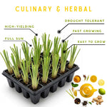 10 Lemon Grass Live Plants for Outdoor Spring Planting, Annuals, Stalks Lemongrass Plants Perennial Live Outdoor for Growing