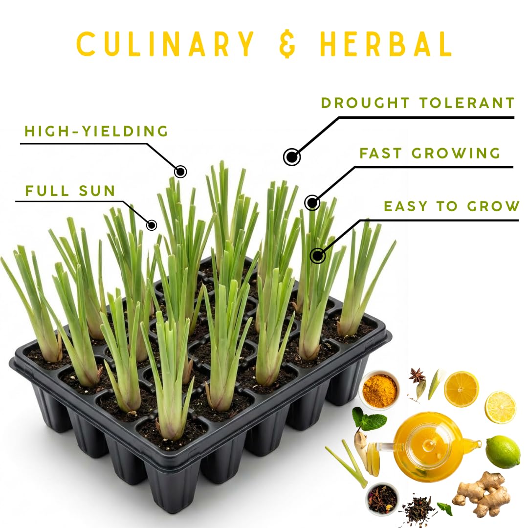 Pack 5 Lemongrass Plants Live for Planting, Perennial Lemon Grass Live Plant Indoor Outdoor Planting, Lemongrass Stalks No Pot