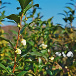 Camellia Sinensis Plant Live, Camellia Plant, Green Tea Tree Plants, 9 to 12 Inches in Height fot Growing