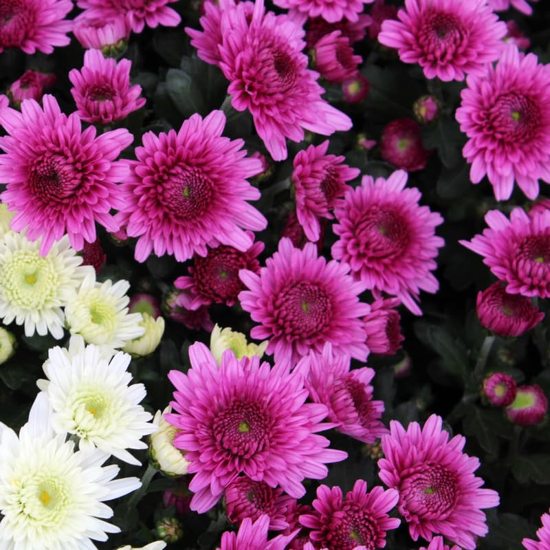 Pack 3 Purple Chrysanthemum Plants, Mums Plants Live, 3 to 6 Inch Tall Garden Mum Live Plant, Vibrant Fall Blooms, Hardy Chrysanthemum Flowers, No Pot